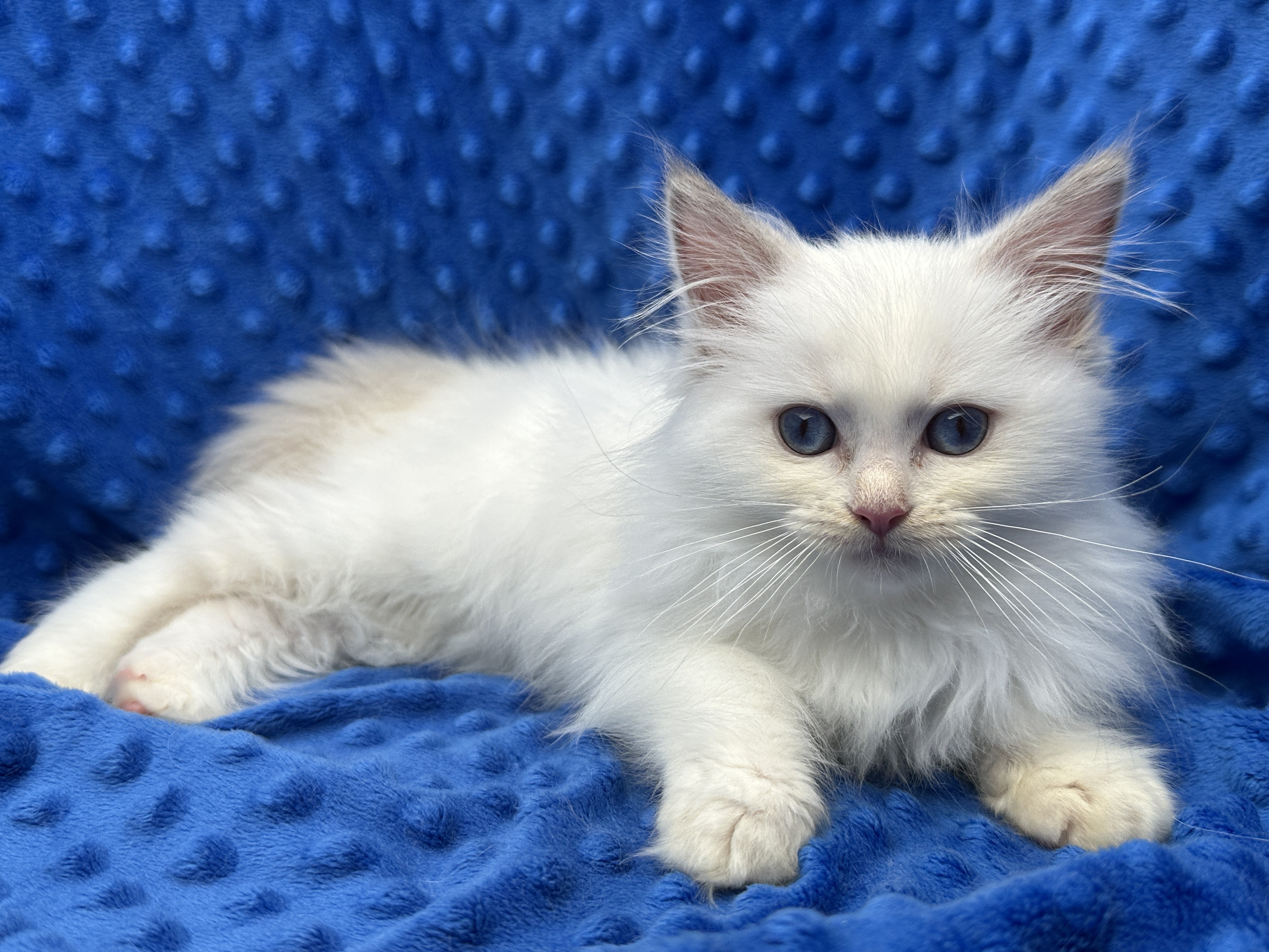 King Frederik Main Photo